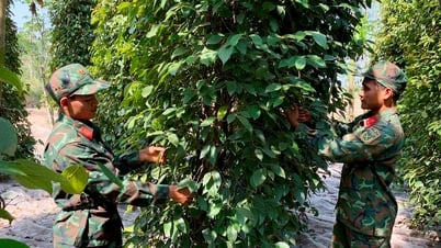 Giá tiêu hôm nay 21/7/2025: Thị trường như một canh bạc?
