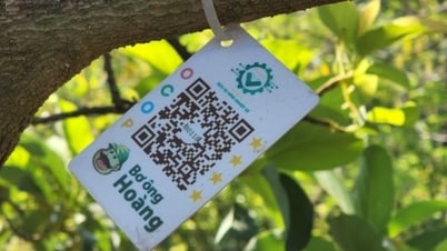 Kỹ sư bỏ lương ngàn đô về quê số hóa nông sản Việt