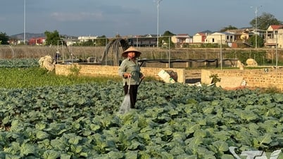 Phát triển vùng sản xuất rau tập trung