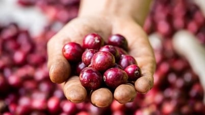 Giá nông sản ngày 22/7/2025: Cà phê và hồ tiêu cùng đi ngang