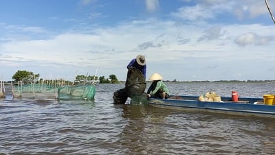 Đợi con cá linh mùa nước nổi