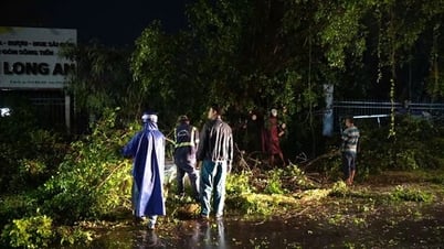 Tây Ninh: Nhiều cây xanh đổ ngã sau mưa lớn