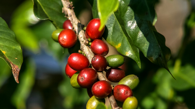 Giá cà phê hôm nay 22/7: 2 sàn Robusta và Arabica đồng loạt lao dốc
