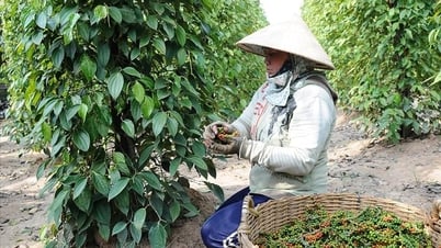 Giá tiêu hôm nay 22/7/2025: Tăng chưa đủ mạnh