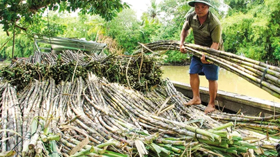 Trăn trở của nông dân vùng trồng mía