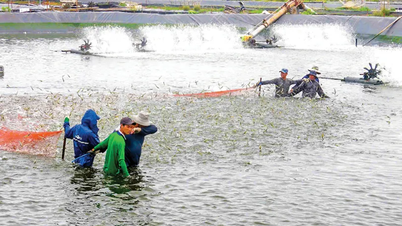 Đề án nuôi tôm nước lợ “tiếp sức” hộ nuôi tôm