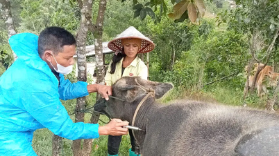 Quảng Ngãi: Phát hiện đàn bò nghi mắc bệnh lở mồm long móng