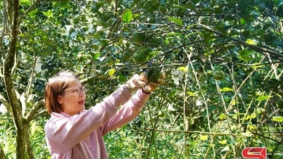 Mường Cơi áp dụng quy trình sản xuất an toàn
