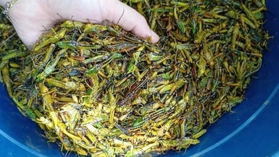 Ăn côn trùng tốt cho môi trường hơn ăn chay dùng sản phẩm từ sữa