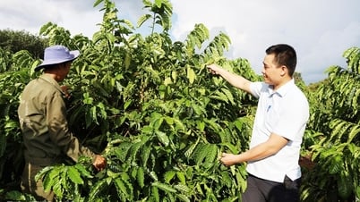 Triển vọng từ giống cà phê trái vụ ở Ea Riêng