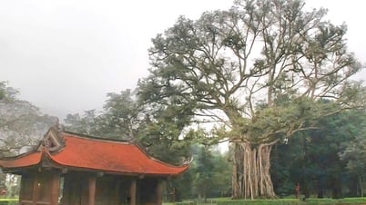 Huyền thoại dưới tán cổ thụ: Khi cây lim rơi lệ, cây ổi mỉm cười