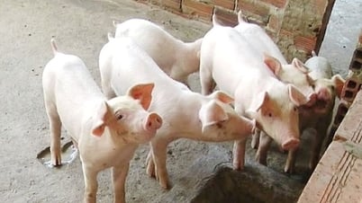 Giá heo hơi ngày 22/7/2025: Giảm mạnh trên cả nước