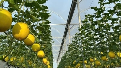Âu Việt Farm tháo dỡ 14.000 m² nhà màng để giảm thiệt hại