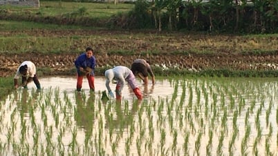 Toàn tỉnh gieo cấy 86,14% diện tích lúa vụ mùa - Báo Cao Bằng điện tử