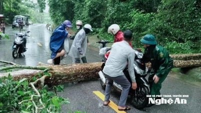 Lực lượng chức năng xử lý nhanh cây cổ thụ đổ chắn ngang Quốc lộ 7 đoạn qua xã Tam Quang, gây ách tắc giao thông