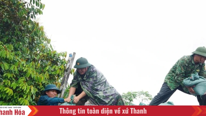 Các lực lượng quânn sự, biên phòng hỗ trợ Nhân dân trước khi bão đổ bộ