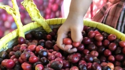 Tin tức, dự báo giá cà phê ngày mai 23/7/2025: Bình yên trước giông bão hay chờ đợi là hạnh phúc?