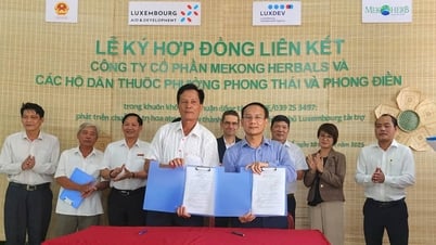 Cơ hội mở rộng thị trường cho hoa atiso đỏ