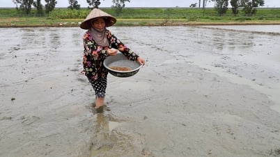 Bão tan, nông dân Hải Phòng khẩn trương xuống đồng