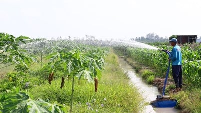 Tăng thu nhập từ cải tạo vườn tạp