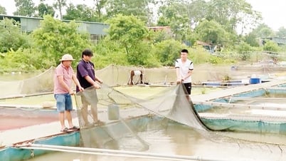 Nông dân Mão Điền: Chủ động bảo vệ thủy sản, giảm thiệt hại do mưa lũ