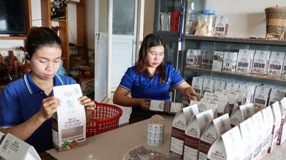 Mắc ca “4 sao”, sản phẩm đặc trưng với sinh kế người M’nông