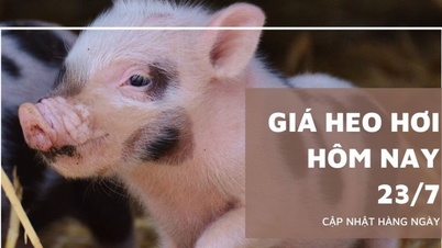 Giá heo hơi hôm nay 23/7: Tiếp tục giảm tại nhiều tỉnh, Tây...