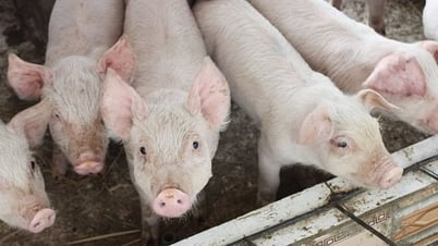 Giá heo hơi ngày 23/7/2025: Tiếp đà giảm tại nhiều tỉnh thành