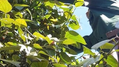 Внутренние цены на перец немного снизились, мировые цены колебались