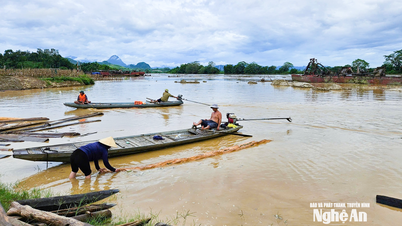 Mạo hiểm khi vớt củi lụt trên sông Lam