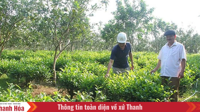 Những điển hình phục hóa vùng đồi