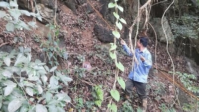 Đẩy nhanh tiến độ điều tra rừng