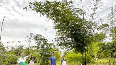 Xây dựng chuỗi giá trị xanh từ cây tre
