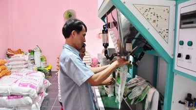 Liên kết sản xuất- nâng tầm giá trị lúa gạo