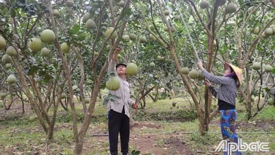 Xã Chợ Gạo phát triển gần 450 ha diện tích trồng bưởi