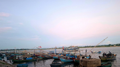 Ra biển câu mực nhảy, mực nháy
