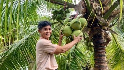 Trồng dừa sáp trên đất phèn mang lại kết quả bất ngờ