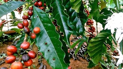 Giá cà phê đã tăng trở lại sau nhiều phiên giảm