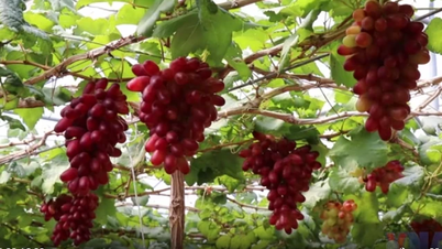 Khánh Hòa: Thích thú với những vườn nho trĩu quả đẹp như các nông trại châu Âu