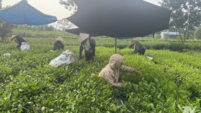 Vườn chè cổ ở nơi 'Đệ nhất danh trà'