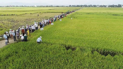 “Gạo Phú Thiện” khẳng định thương hiệu từ mô hình hợp tác xã kiểu mới
