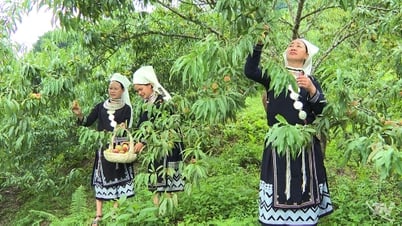 Đào Tiên - Trái ngọt đèo Gió