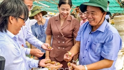 Mô hình bạc tỷ giữa thời biến đổi khí hậu