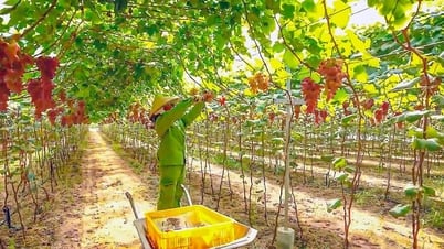 Đại hội Đại biểu Đảng bộ xã Tân Thành lần thứ I nhiệm kỳ 2025 - 2030:Tân Thành kết hợp nông nghiệp công nghệ cao vào du lịch