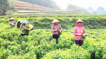 Trồng cây cỏ ngọt - hướng đi mới trong phát triển nông nghiệp - Báo Cao Bằng điện tử