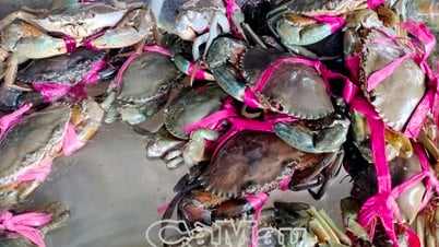 Đưa cua Cà Mau vươn tầm – Định vị thương hiệu quốc gia
