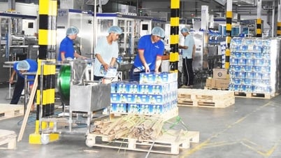 Xanh hóa ngành dừa để phát triển bền vững