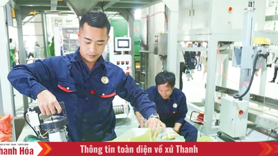 Hệ lụy từ việc sử dụng giống lúa ngoài cơ cấu
