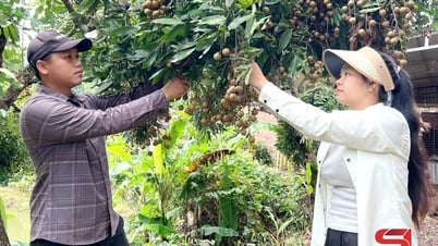 Nậm Ty vào vụ thu hoạch nhãn