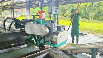 Ngày 24-7, giá cao su thế giới tăng mạnh, trong nước biến động nhẹ